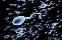 Состояние костей влияет на качество спермы