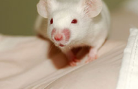 Сперма мышей вылечит бесплодие
