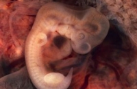 Продолжительность беременности зависит от структуры плаценты