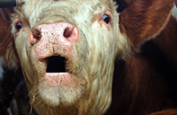 Коровы помогут человеку восстановить поврежденные челюсти