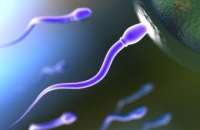 Британские ученые сравнили сперматозоиды с участниками автогонок