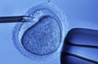 Перенос одного эмбриона при ЭКО снижает риск перинатальной смертности