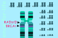 С помощью ДНК-теста становится возможным предотвращение заболеваний