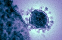 Страшный коронавирус, вероятно, передается при контакте с больным, предупреждает ВОЗ