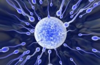 Организм женщины способен оценивать качество спермы