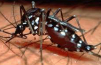 Российских туристов предупредили об эпидемии лихорадки денге на Шри-Ланке