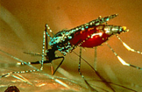 Исследование показало: малярия убивает больше человек, чем считается