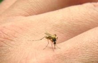 Чудо-вакцину от малярии опробовали на животных