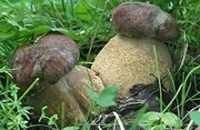 Белые грибы, заменяя красное мясо, способствуют похуданию