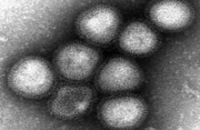 Из-за особенностей вируса гриппа H7N9 Китай терпит огромные убытки