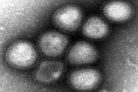 Из-за особенностей вируса гриппа H7N9 Китай терпит огромные убытки Из-за особенностей вируса гриппа H7N9 Китай терпит огромные убытки