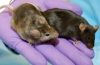 Эксперт уверен: успех исследований зависит от комфорта мышей
