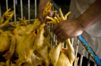Мексика пытается сдержать распространение птичьего гриппа