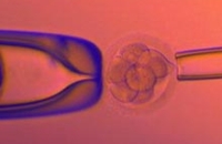 «Клеточный мусор» подскажет, есть ли у эмбриона отклонения