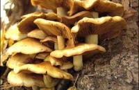Диета из белых грибов поможет избежать ожирения