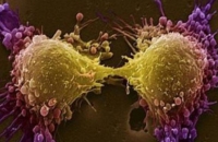 Ученые нашли ген-переключатель между «мужским» и «женским» раком