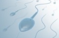 Сперма ухудшается из-за бисфенола.