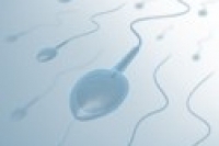 Сперма ухудшается из-за бисфенола.