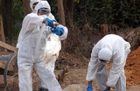 Южная Азия готовится к эпидемии птичьего гриппа