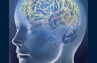 Американские неврологи обнаружили в мозге «область общения»