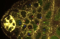 Дели и определяй: как стволовые клетки производят разные типы клеток