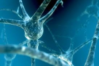 Людей можно научить восстанавливать нервные клетки, уверены генетики