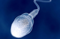 Как яйцеклетка ловит сперматозоид?