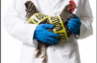 Еще одна вспышка птичьего гриппа отмечена в Японии, начато уничтожение более 8 тыс кур