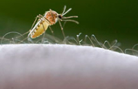 Прорыв в лечении малярии: смертность можно снизить наполовину