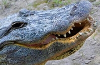 Необычное исследование: аллигаторы подскажут, как восстановить зубы у человека
