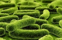 Ученые нашли на босоножках 18000 видов бактерий