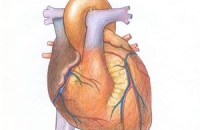 Низкий рост в полтора раза увеличивает риск болезней сердца