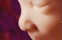 Результаты исследования проявили, что ребенок умеет зевать уже в утробе матери