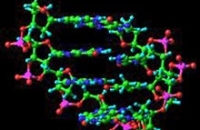 «Мусорная ДНК» официально признана значимым элементом организма