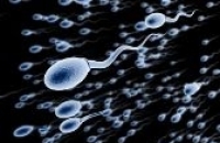 Спермограмма в домашних условиях: изобретен доступный «тест фертильности»