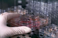 Клиническое использование стволовых клеток непременно будет расширено