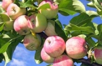 Ежедневное употребление яблок поддерживает мышцы в тонусе