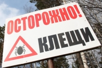 Первые случаи укусов клещей зафиксированы в Томской области Первые случаи укусов клещей зафиксированы в Томской области