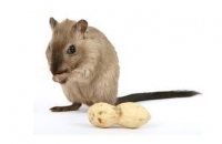 Американцы вылечили мышей от пищевой аллергии