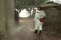 В Мексике зарегистрирована вспышка птичьего гриппа