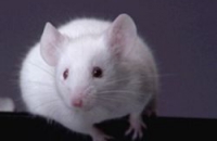 Учёные вырастили человеческую печень в голове мыши