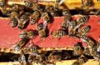 Пчелы скрывают в себе универсальное средство от морщин, доказали тесты