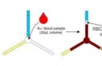 Ученые создали тест на определение группы крови