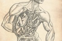 О трансплантации органов – на «детском» языке О трансплантации органов – на «детском» языке
