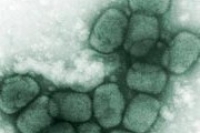Факт: оспа помогла онкологам победить агрессивный рак груди Факт: оспа помогла онкологам победить агрессивный рак груди