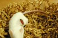 В животик мыши для наблюдения за опухолью имплантировано прозрачное окно