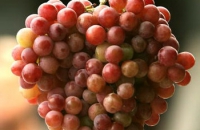 Красный виноград замедляет процесс старения