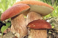 По воззрению Израильских ученых, грибы — эффективное средство от рака