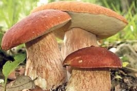 По воззрению Израильских ученых, грибы — эффективное средство от рака По воззрению Израильских ученых, грибы — эффективное средство от рака