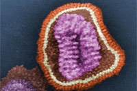 В этом году не стоит бояться пандемии гриппа H1N1, утверждают канадские эпидемиологи
